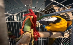 Macaws birds for sale: ✨ DEANO ✨ Blue and Gold Macaw Parrot & Cage  - Image 3