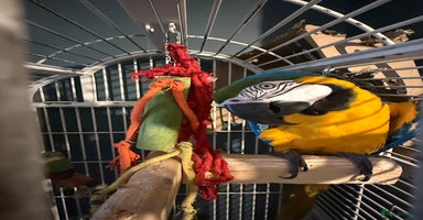 Macaws birds - Advert 16