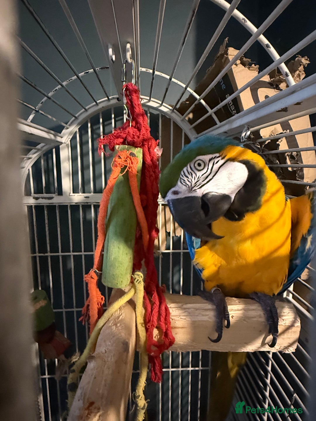 Macaws birds for sale: ✨ DEANO ✨ Blue and Gold Macaw Parrot & Cage  - Image 3