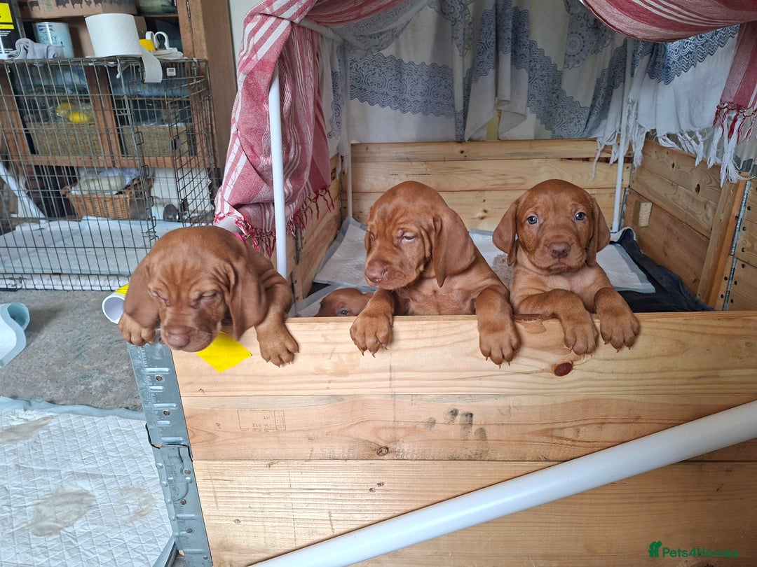 Hungarian Vizsla dogs for sale: Hungarian vizsla  - Image 22