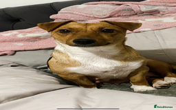 Mixed Breed dogs for sale: Jack Russell cross French bulldog pups ready now  - Advert 1