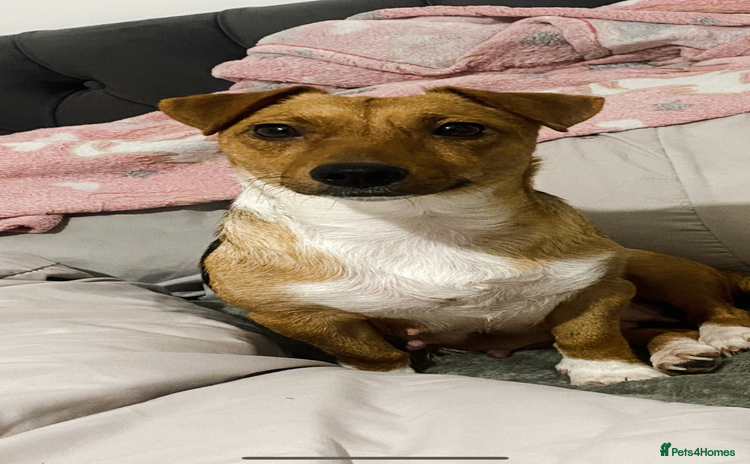 Mixed Breed dogs Jack Russell cross French bulldog pups ready now  - Advert 1