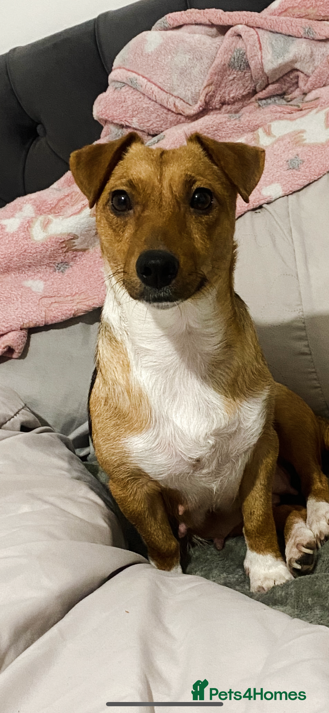 Mixed Breed dogs for sale: Jack Russell cross French bulldog pups ready now  - Advert 1