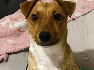 Mixed Breed dogs Jack Russell cross French bulldog pups ready now - Advert 1