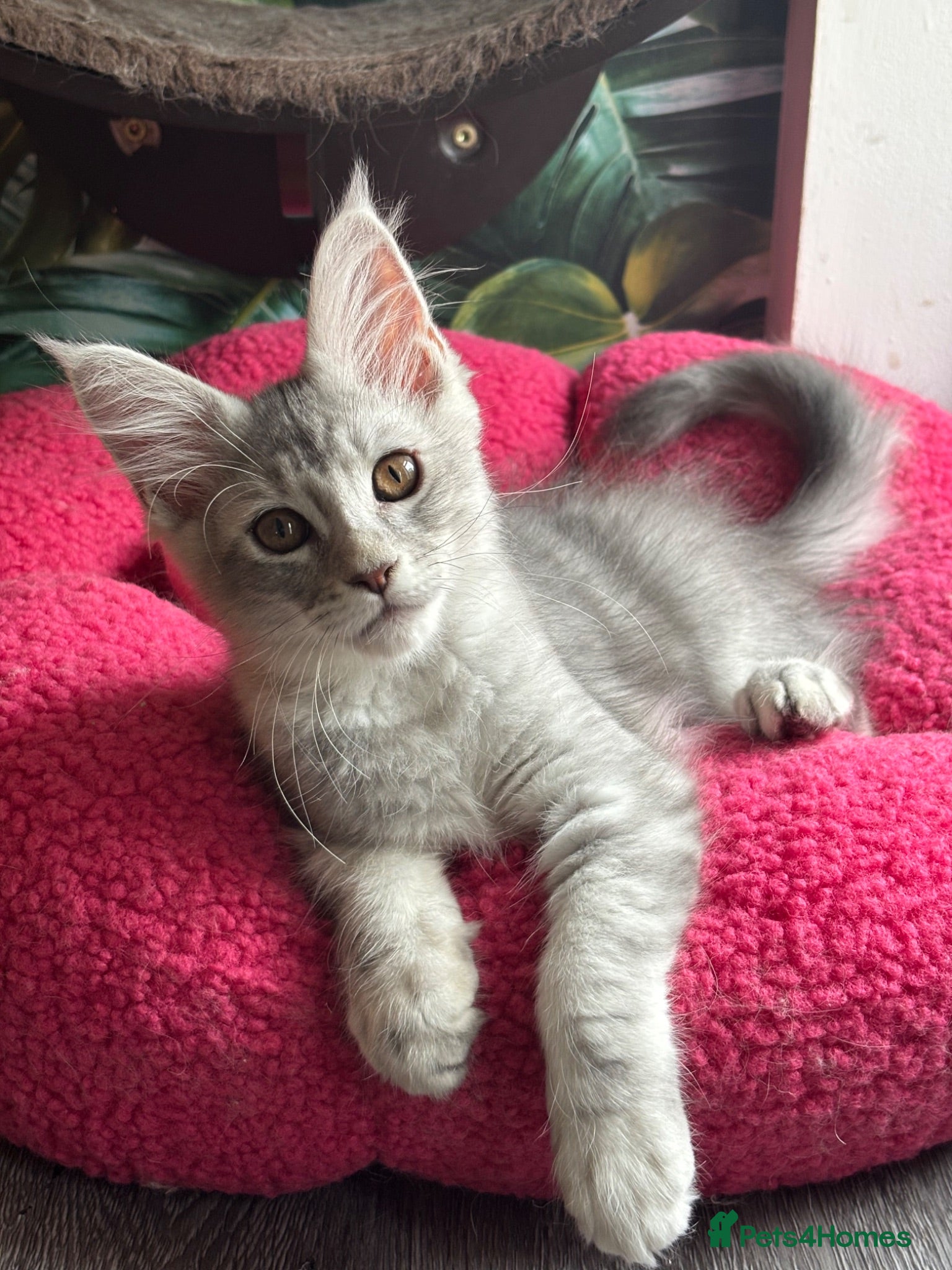 Maine Coon cats Tica registered Maine coons  - Advert 16