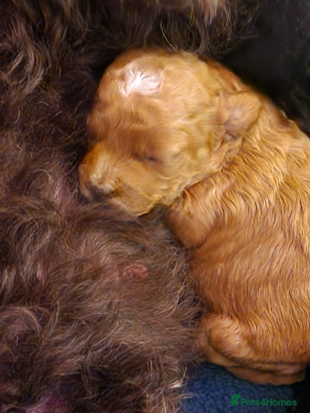 Cockapoo dogs for sale: COCKAPOO F3BB - Advert 9