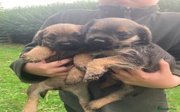 Border Terrier dogs for sale: BORDER TERRIER PUPPIES - Image 2