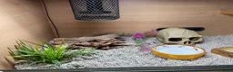 Corn Snake reptiles for sale: Corn Snake (Wild Type) - Advert 10