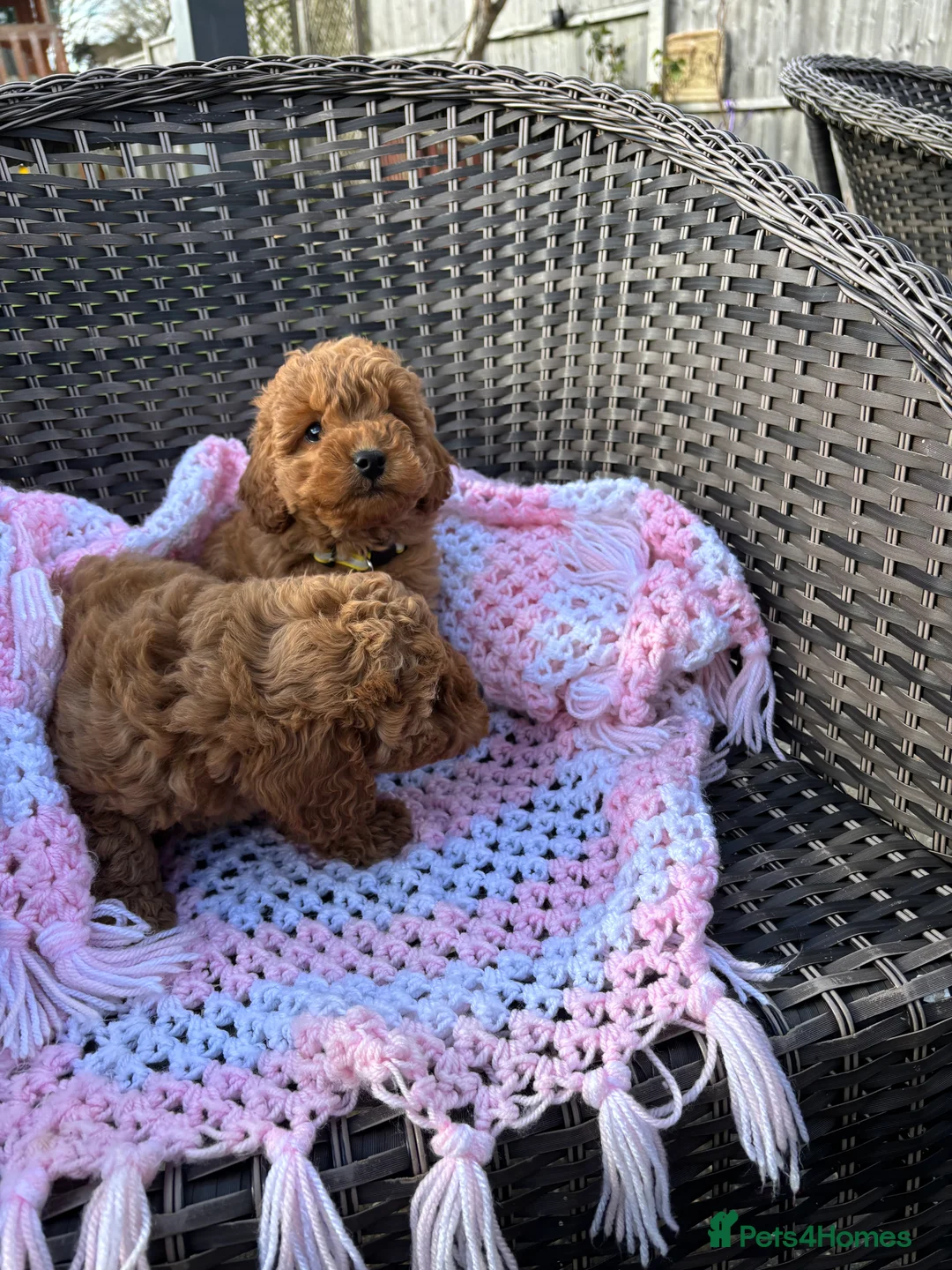 Mixed Breed dogs for sale: cockapoo  - Advert 3