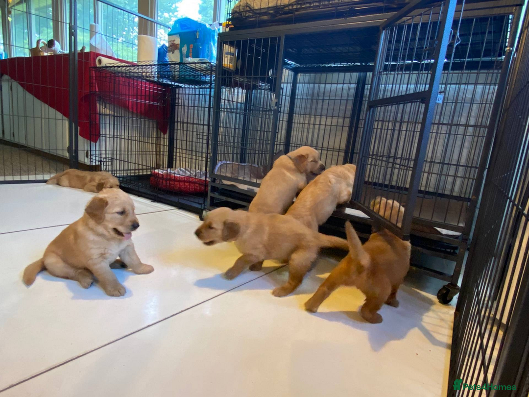 Golden Retriever dogs for sale: beautiful litter of kc Golden Retriever puppies - Image 4