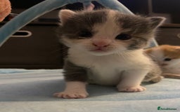 American Shorthair cats for sale: 4 amazingly beautiful kittens - Advert 14