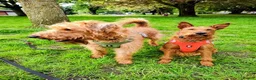 Irish Terrier dogs for sale: Beautiful litter of Irish Terrier puppies for sale in Cardiff - Advert 2