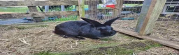 Mixed Breed rabbits for sale: Mixed breed rabbits in Bridgend - Advert 9