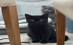 Scottish Fold cats for sale: 3 lovely kittens looking for new family  - Image 18