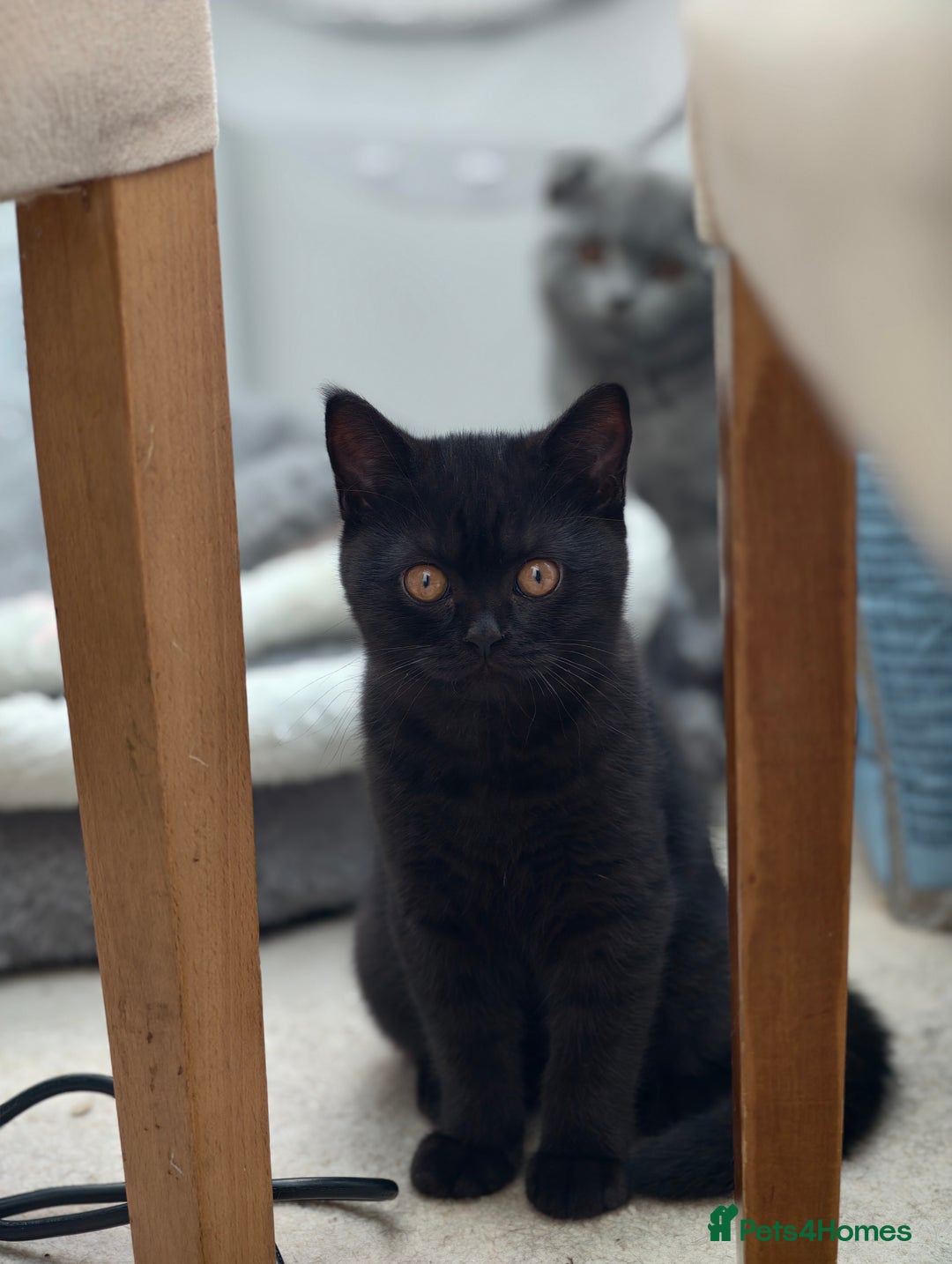 Scottish Fold cats for sale: 3 lovely kittens looking for new family  - Image 18