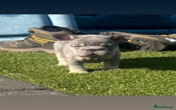 French Bulldog dogs for sale: French bulldog babies  - Image 32