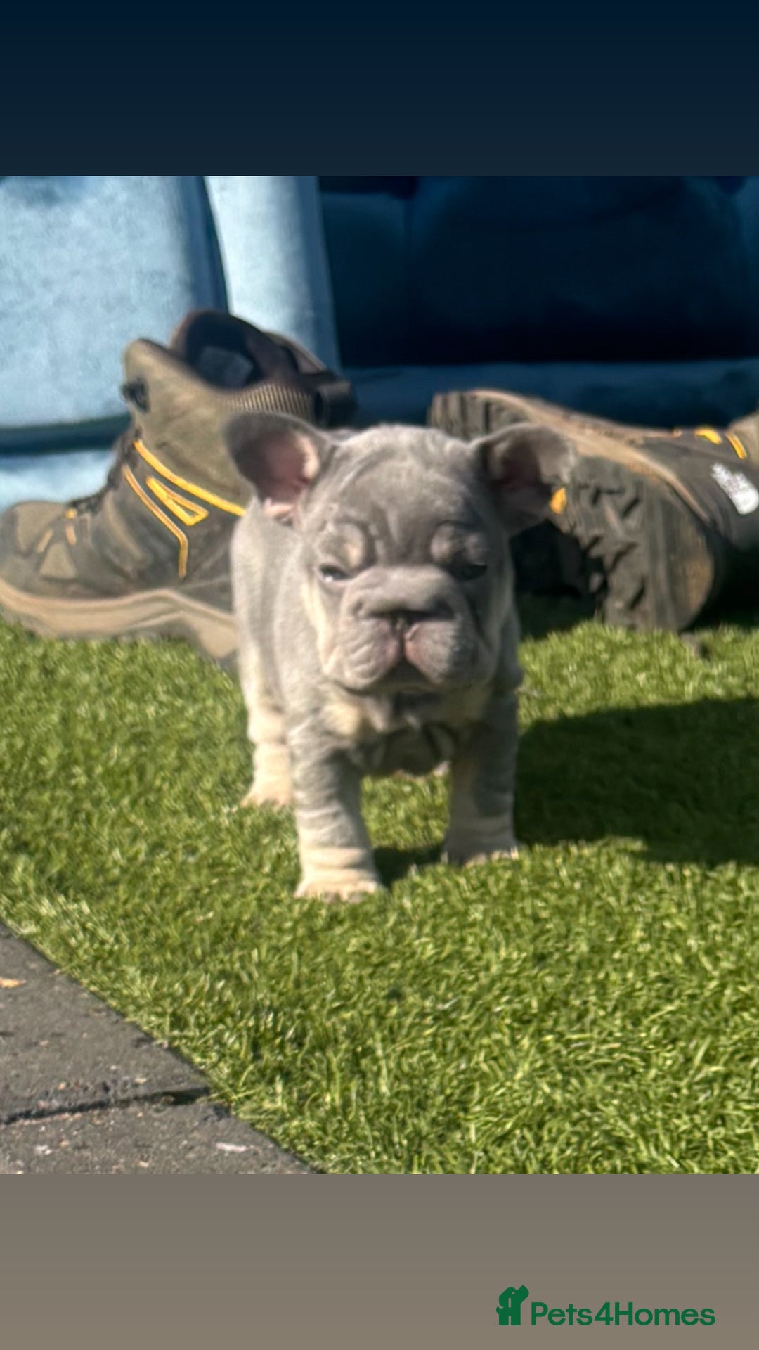 French Bulldog dogs for sale: French bulldog babies  - Image 32