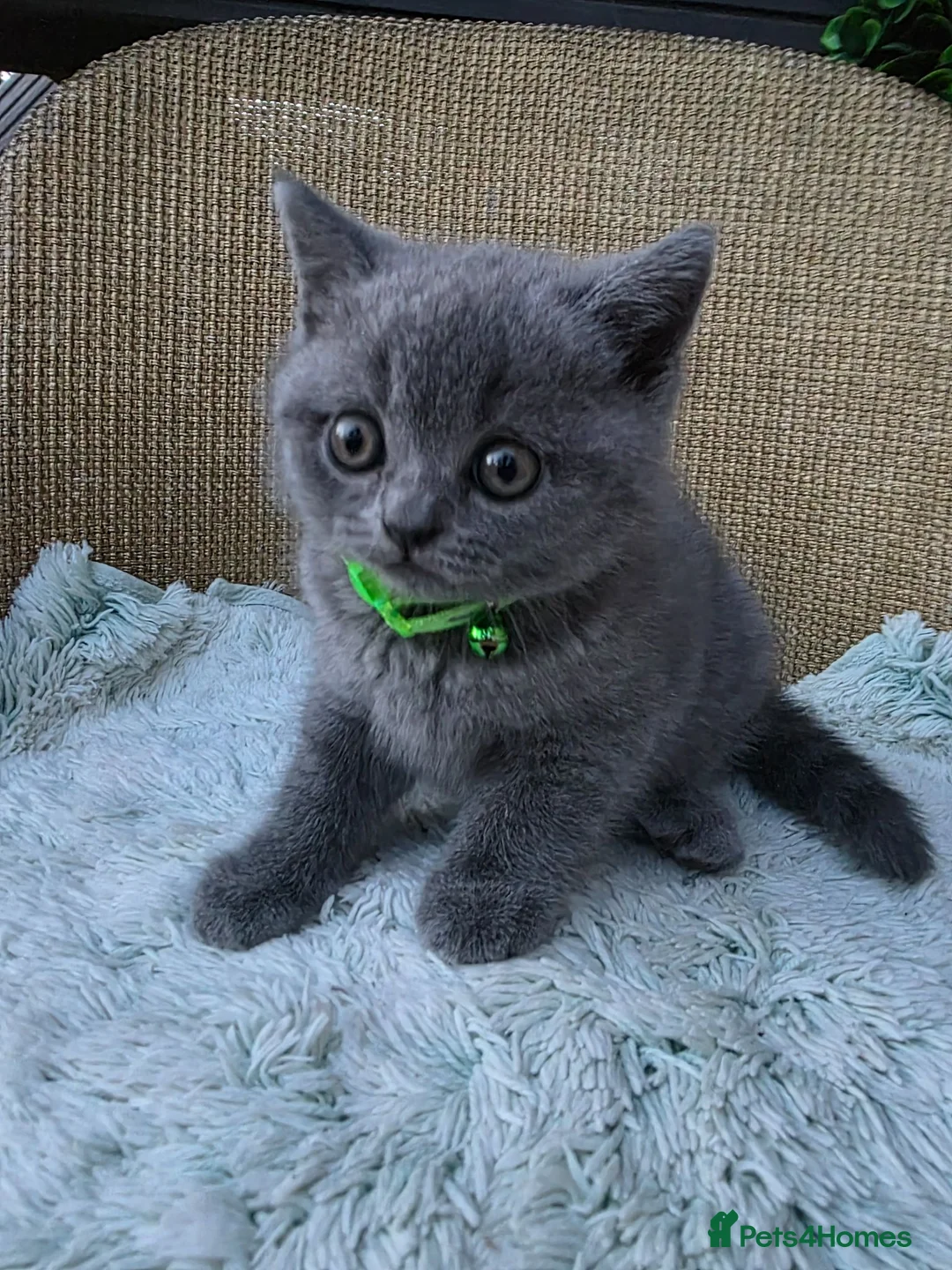 British Shorthair cats for sale: Stunning British Shorthair Blue Kitten for Sale in London - Advert 2