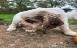 Cocker Spaniel dogs for sale: 🐾Gorgeous Cocker Spaniel Puppies 🐶🐾 - Image 34