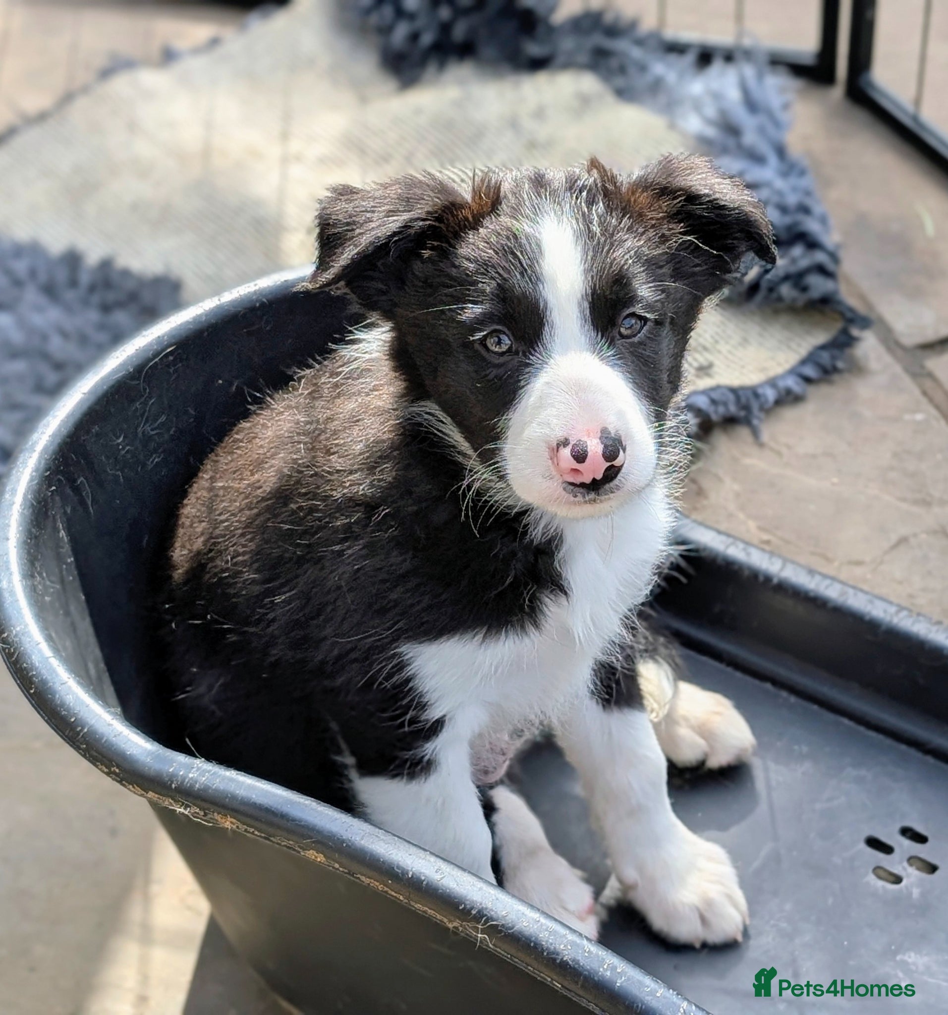 Border Collie dogs Full of energy Seal Border Collie boy. - Advert 14