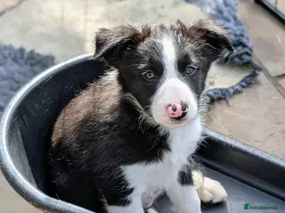 Border Collie dogs Full of energy Seal Border Collie boy. - Advert 14