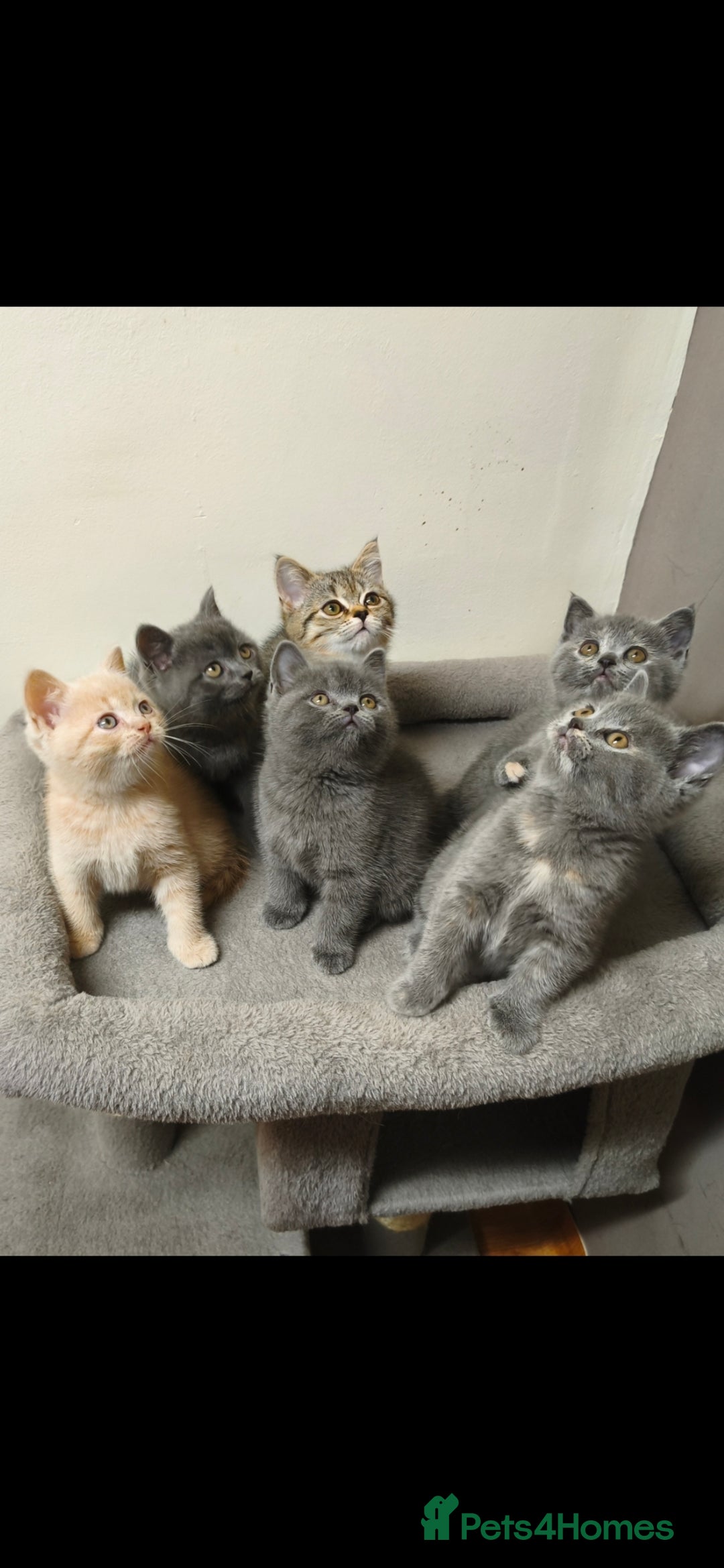 British Shorthair cats for sale: British Shorthair Kittens Imported Parents  - Advert 1