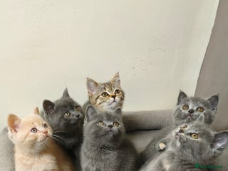 British Shorthair cats British Shorthair Kittens Imported Parents - Advert 4
