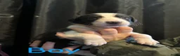 Mixed Breed dogs for sale: LAST BOY- Saluki Greyhound puppies - Advert 22