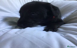 Mixed Breed dogs for sale: Bedlington x Whippet puppies - Image 5