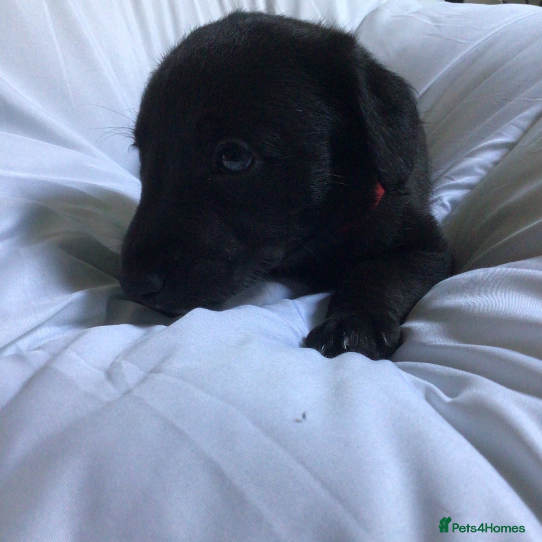 Mixed Breed dogs for sale: Bedlington x Whippet puppies - Image 5