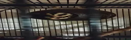 Sugar Glider rodents for sale: Standard Grey male sugar glider. - Advert 2