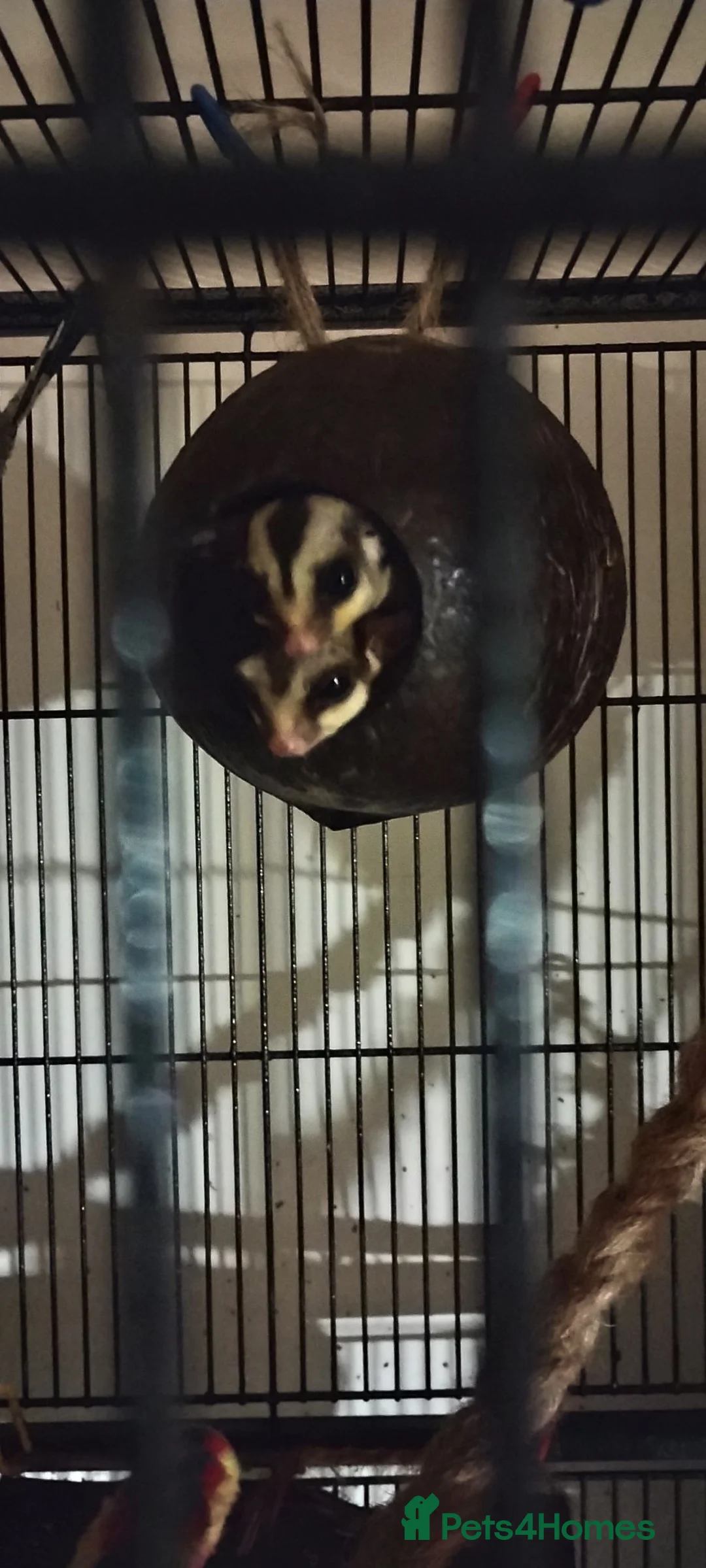 Sugar Glider rodents for sale: Standard Grey male sugar glider. - Advert 2