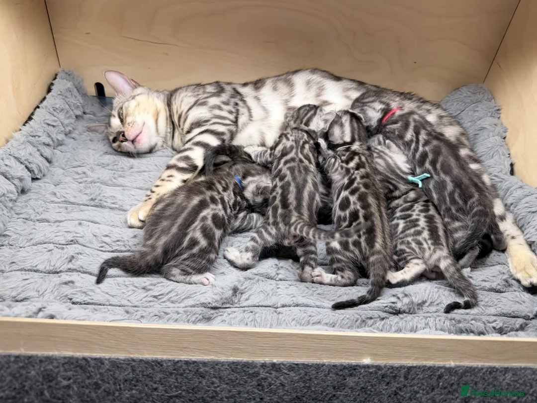 Bengal cats for sale: Exceptional Silver Bengal Kittens in Basingstoke - Advert 28