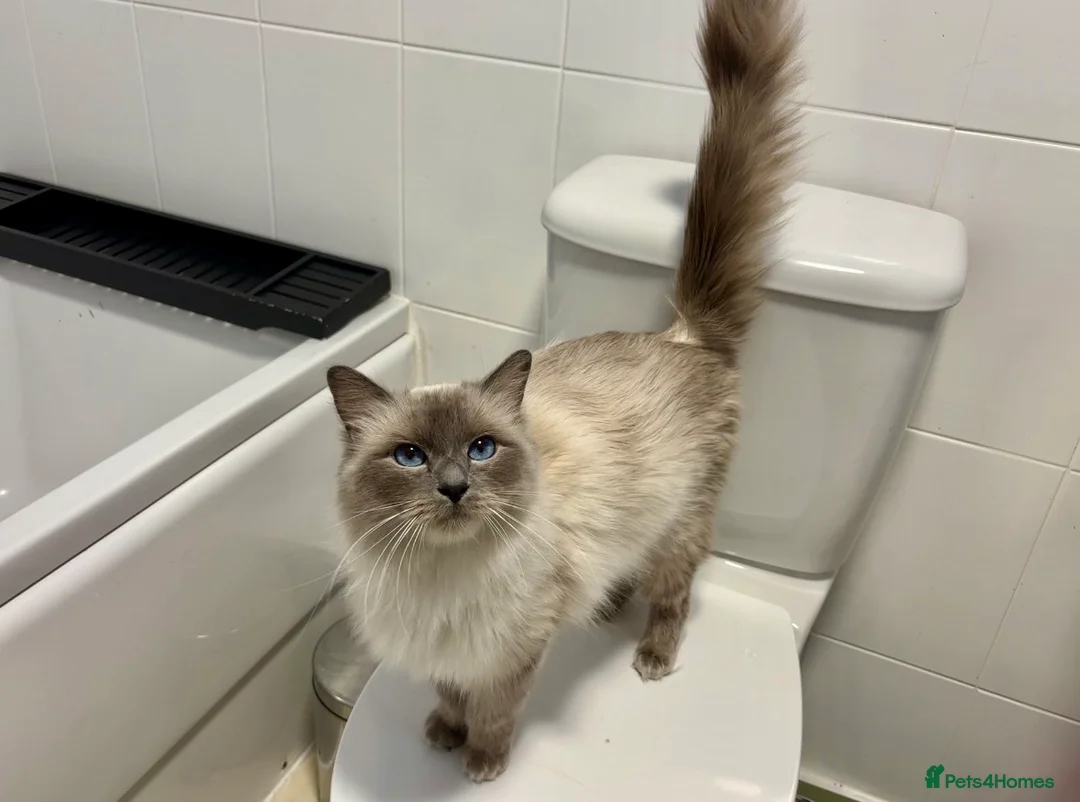 Ragdoll cats for sale: 🌸Stunning dual reg queen🌸 - Advert 1