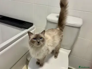 Ragdoll cats 🌸Stunning dual reg queen🌸 - Advert 1