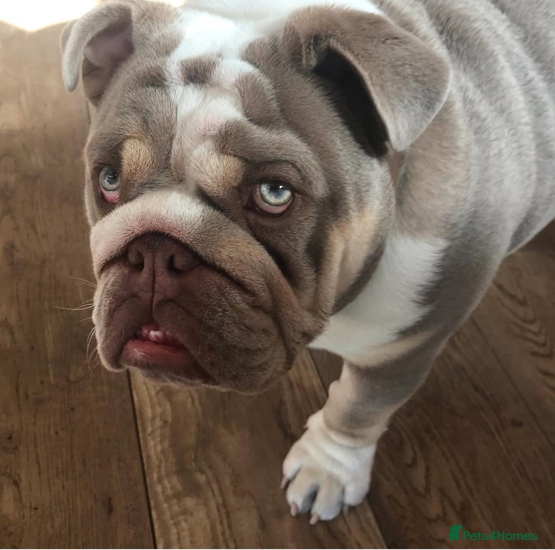 English Bulldog dogs for stud: STUD LOUIS V - BULLDOG  - Image 5