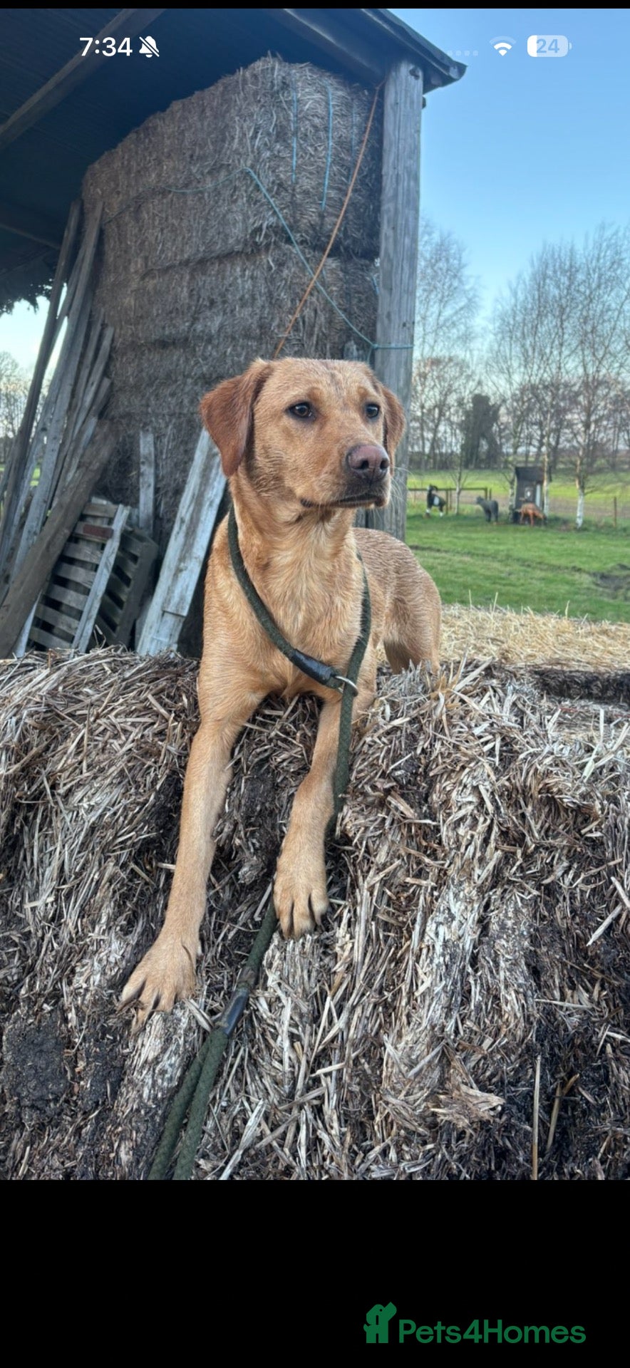 Labrador Retriever dogs Fantastic litter of working Labradors - Advert 2