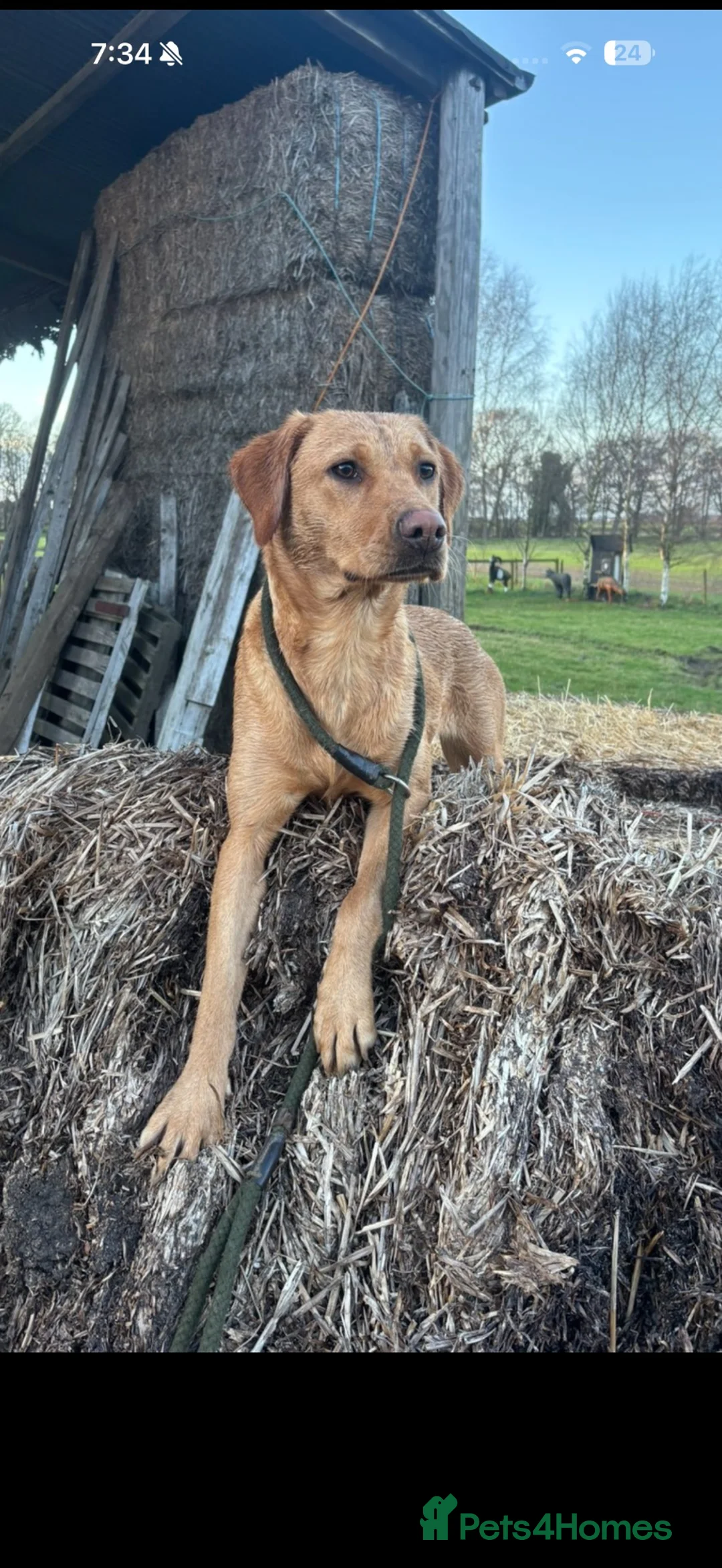 Labrador Retriever dogs for sale: Fantastic litter of working Labradors - Advert 1