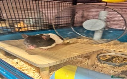 Hamster rodents for sale: Older TAME hamsters  - Image 1