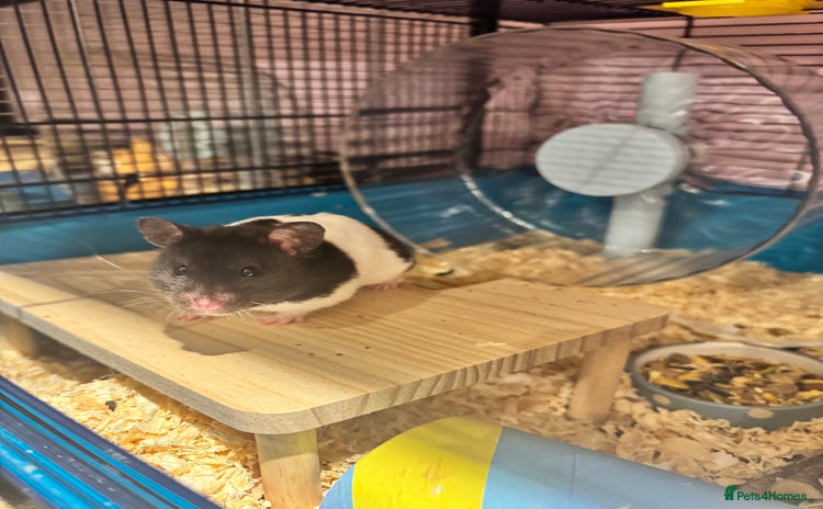 Hamster rodents - Advert 1