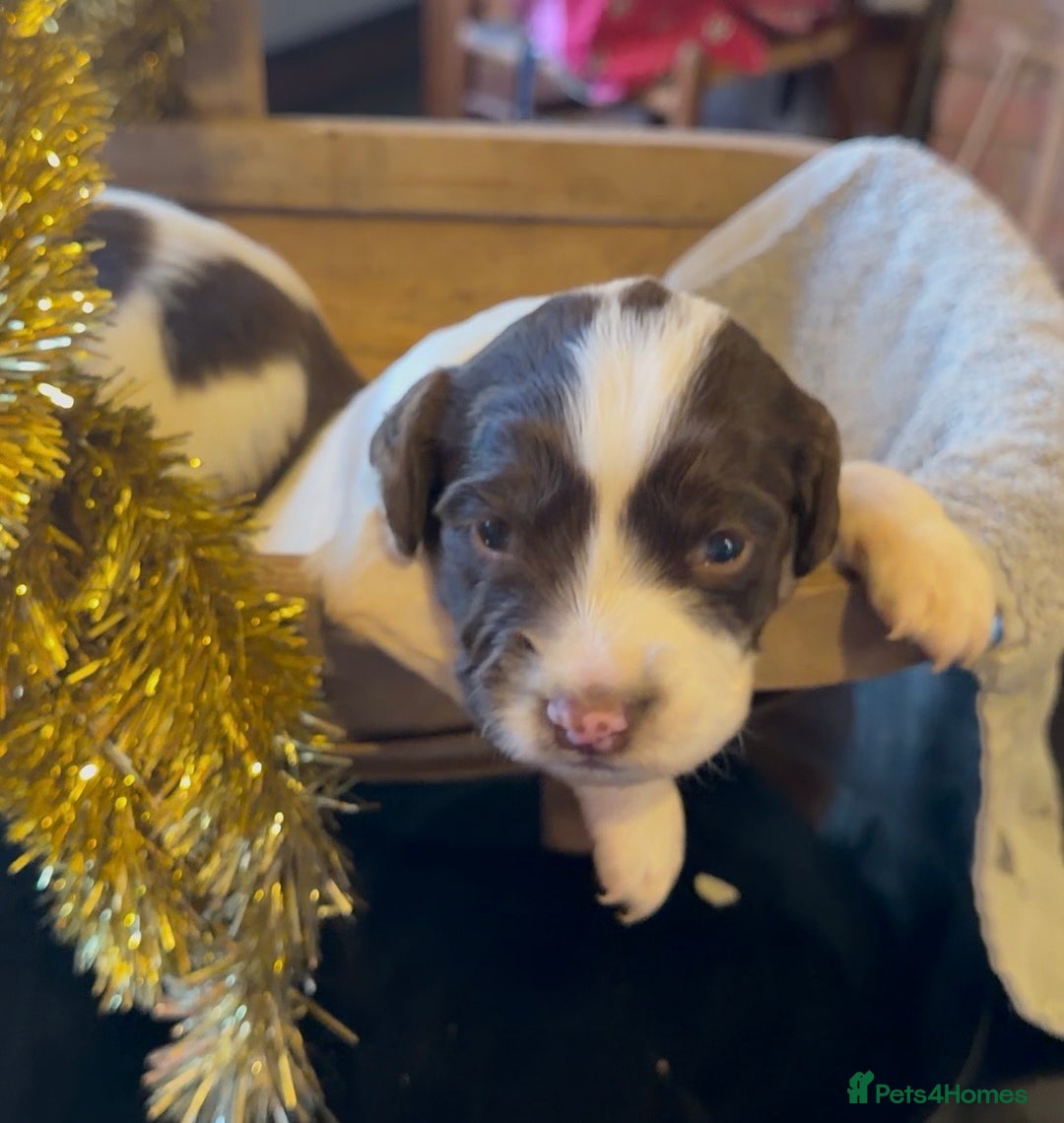 English Springer Spaniel dogs for sale: KC registered English springer spaniel puppies - Advert 8
