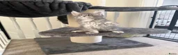 Maine Coon cats for sale: Beautiful Maine coon babies - Advert 3