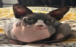 Sphynx cats for sale: Ripley & Nova sphynx sisters ready for a new home - Image 4