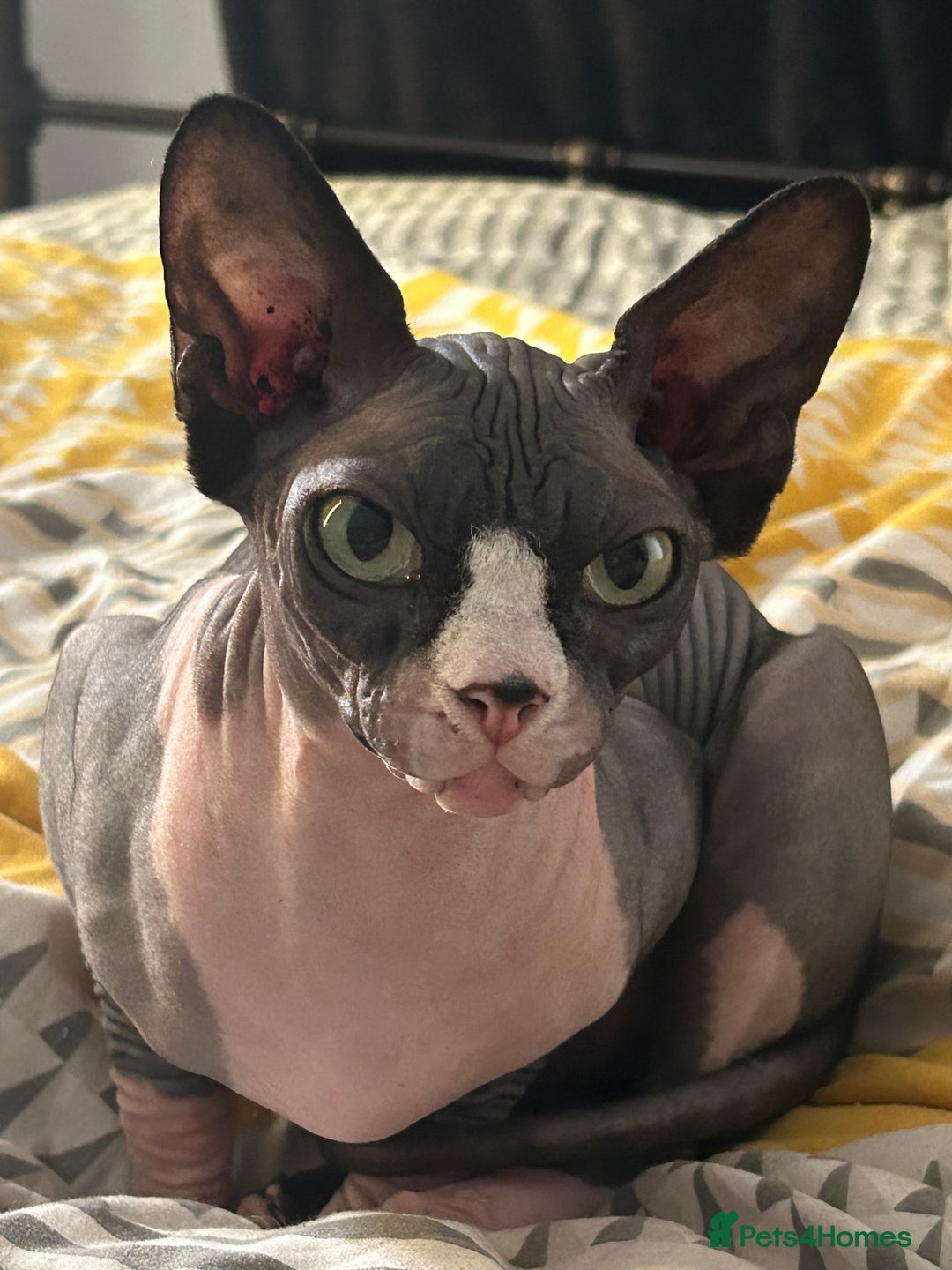 Sphynx cats for sale: Ripley & Nova sphynx sisters ready for a new home - Image 4