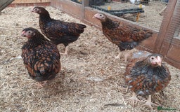 Chickens poultry for sale: Gold Laced & Blue Laced Wynadotte Bantam Hens - Image 3