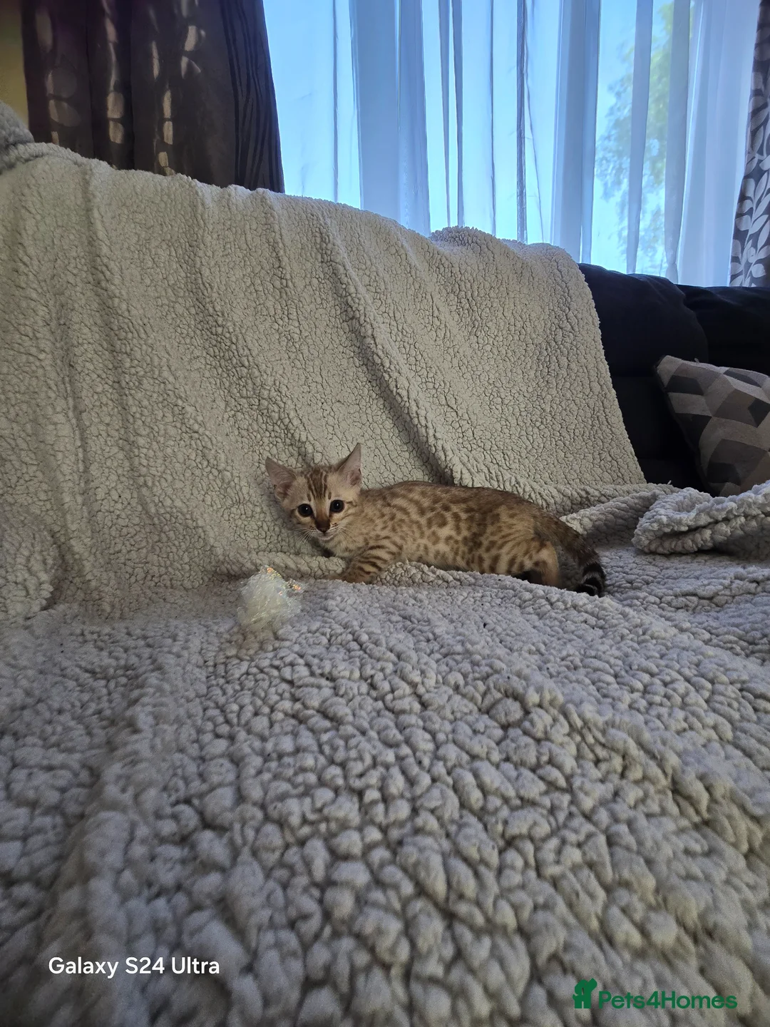Bengal cats for sale: 1 beautiful pure snow bengal kitten  - Advert 2