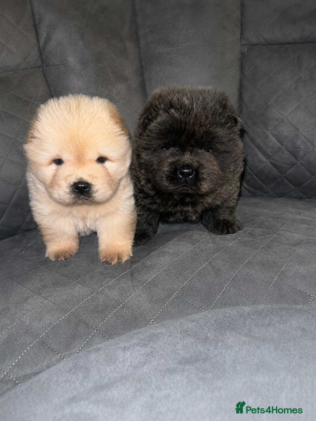 Chow Chow dogs Champion lines kc girls ❤️ - Advert 2