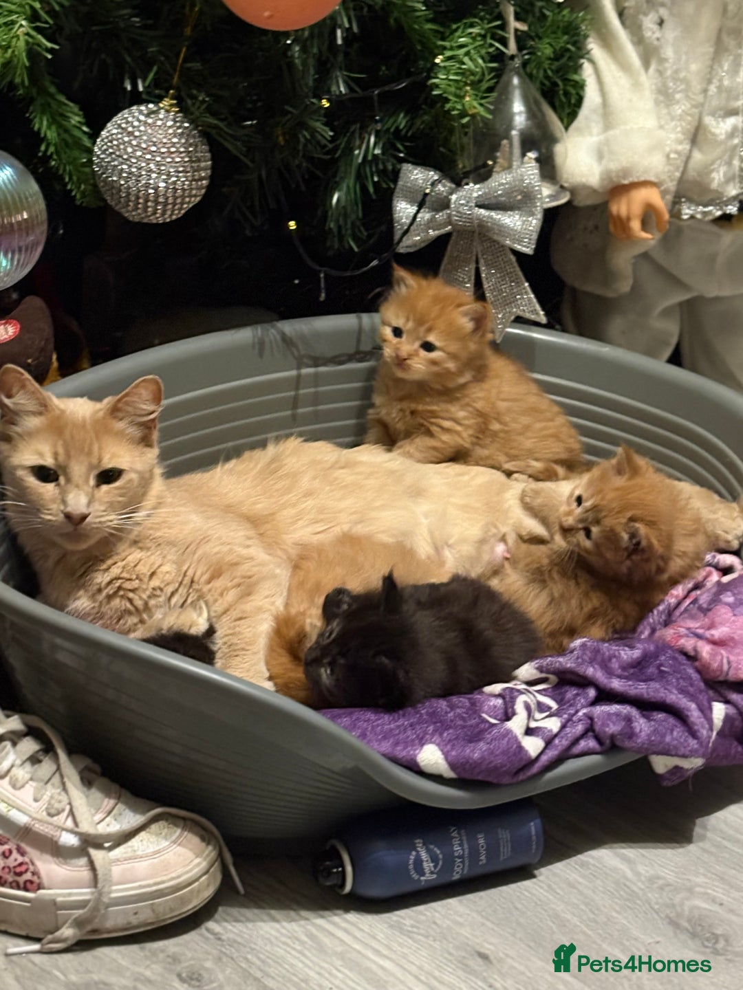 Maine Coon cats for sale: 5 half main coon  - Advert 4