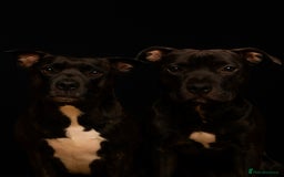 Staffordshire Bull Terrier dogs for sale: Duchess & Dodgers litter!  - Image 2