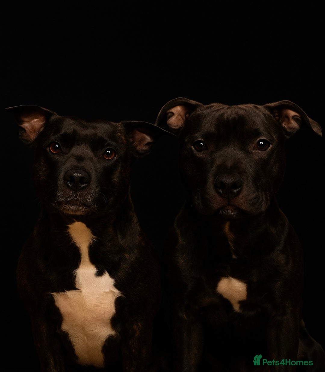 Staffordshire Bull Terrier dogs for sale: Duchess & Dodgers litter!  - Image 2